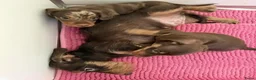 Ruwhaar Teckel honden te koop: Ruwharige dapple choco teckel reutje - Advertentie 1