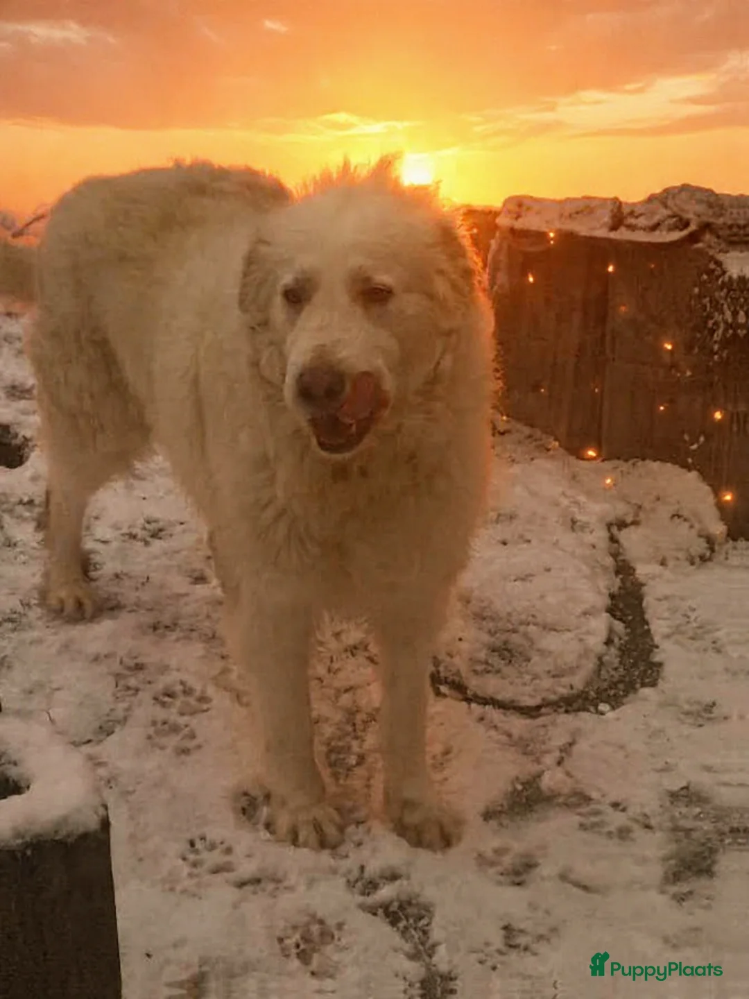Berghond van de Maremmen en Abruzzen honden te koop: Happy zoekt baasje - Advertentie 8