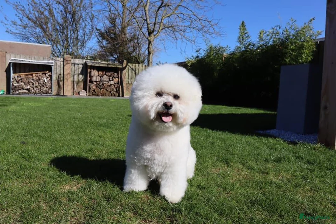 Galerij afbeelding {{count}}