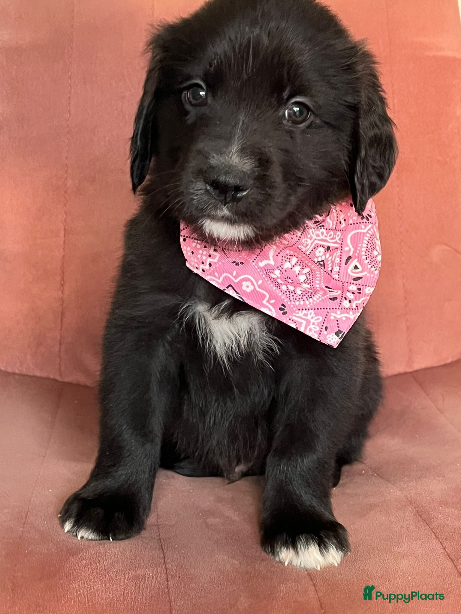 Kruising honden Xing golden retiever, aussie in huis opgegroeid - Advertentie 2