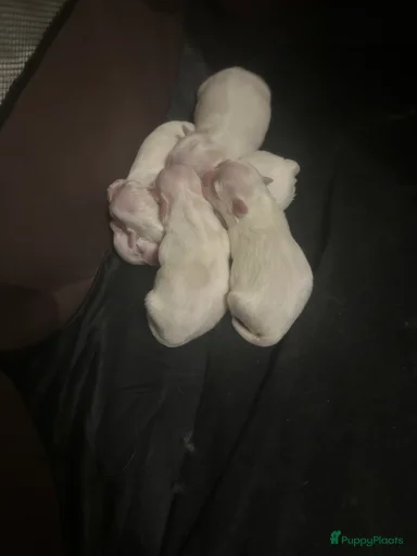 Galerij afbeelding {{count}}