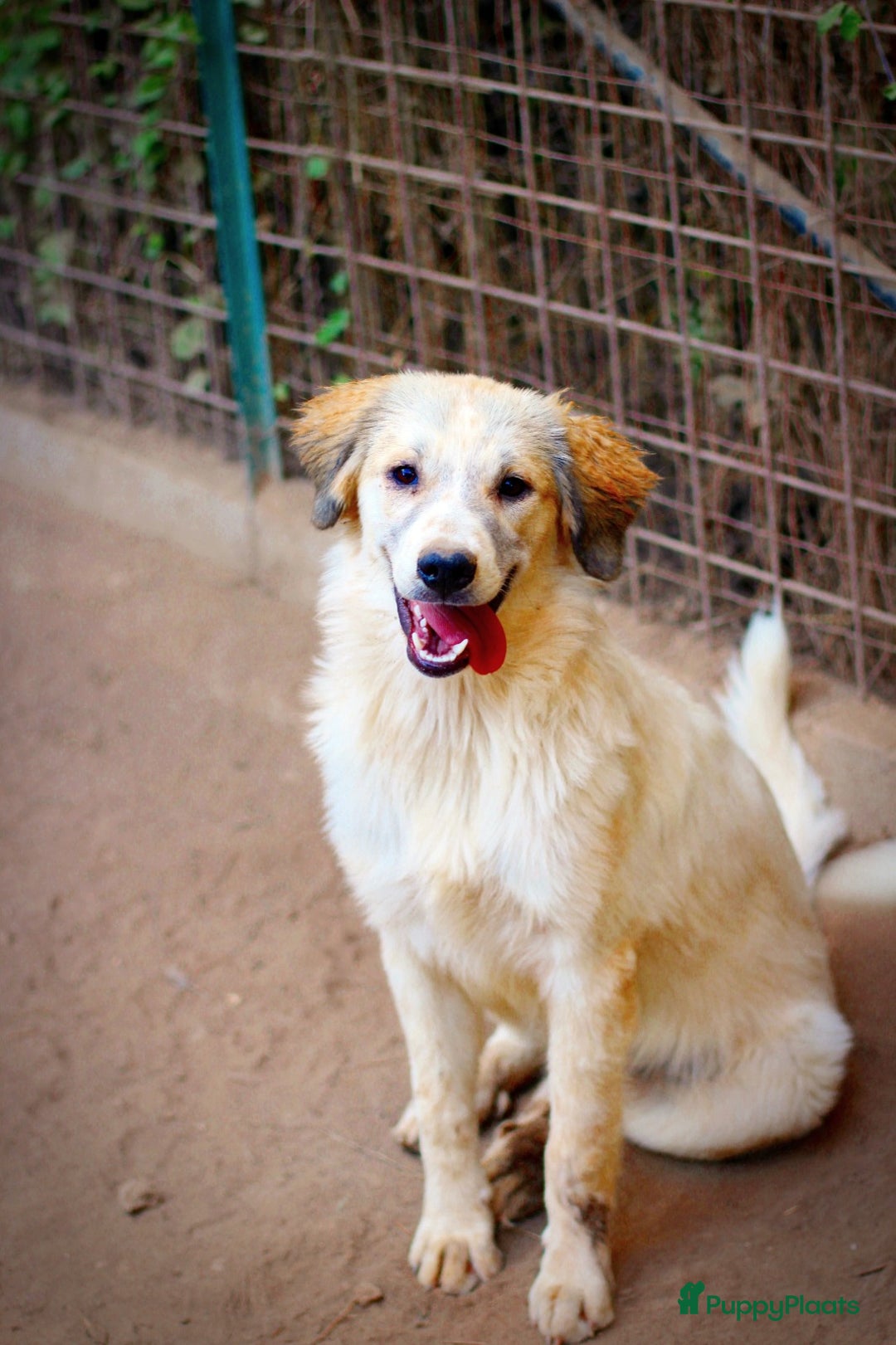 Kruising honden te koop: Franciscus zoekt een.baasje - Advertentie 5