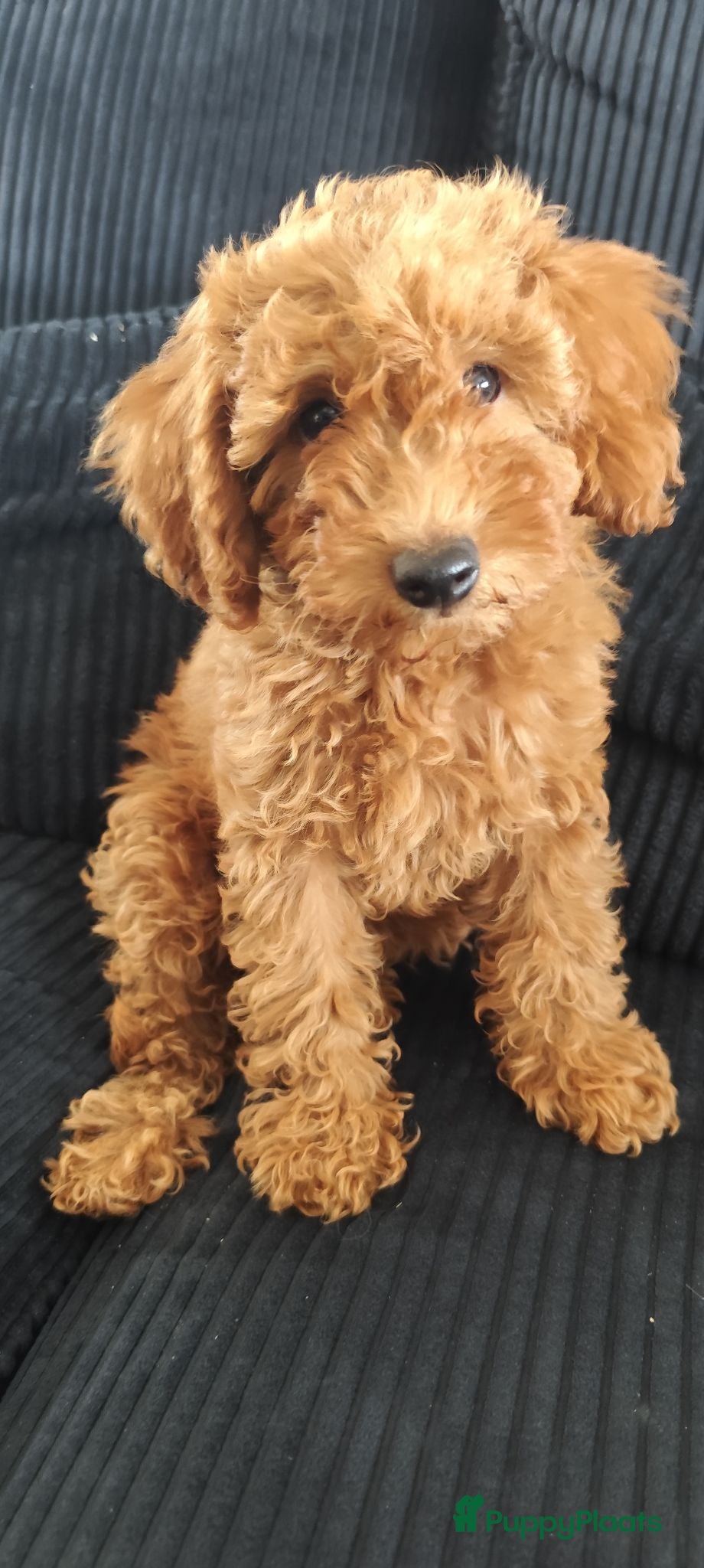Dwergpoedel honden Lieve dwergpoedel-puppy's zoeken een warm thuis!  - Advertentie 2