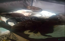 Kruising honden te koop: nestje kruising Waterhond, labradoedel look-a-like - Afbeelding 11