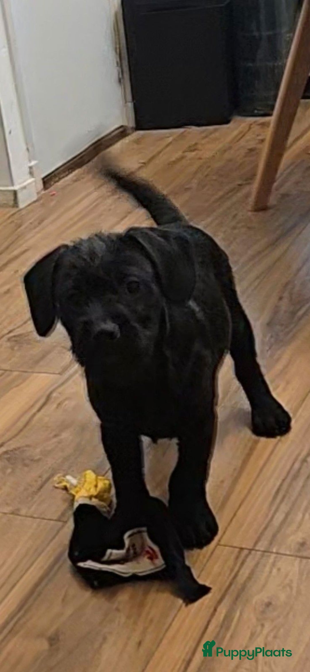 Kruising honden te koop: Super lieve Franse bulldog x toypoedel. - Advertentie 5