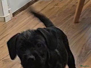 Kruising honden Super lieve Franse bulldog x toypoedel. - Advertentie 4