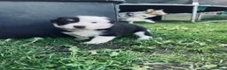 Kruising honden te koop: Australian sheppard/border collie puppy's - Advertentie 14