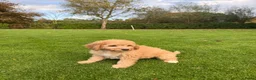 Labradoodle honden te koop: Dwergpoedel x Labradoodle pups - Advertentie 10