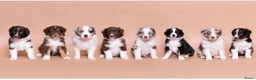 Australian Shepherd honden te koop: Australian shepherd pups ( nog 3 beschikbaar  - Advertentie 6