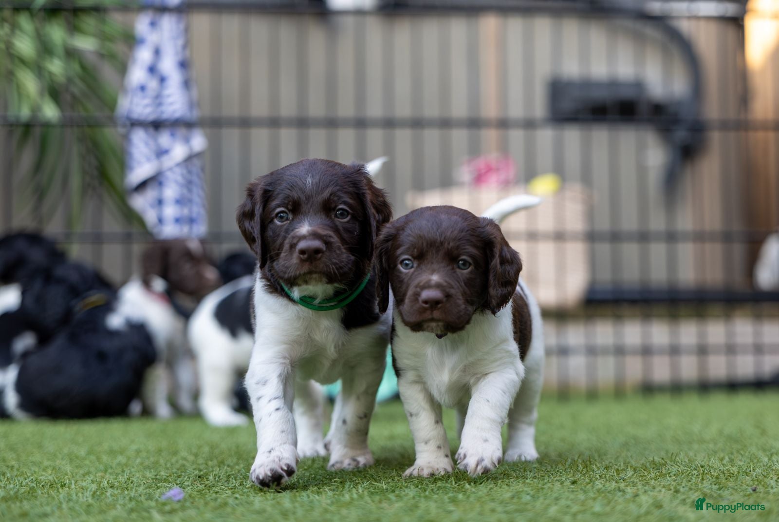 Kruising honden Geweldig nestje Heidewachtel x Friese stabij pups - Advertentie 1