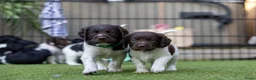 Kruising honden te koop: Geweldig nestje Heidewachtel x Friese stabij pups - Advertentie 1