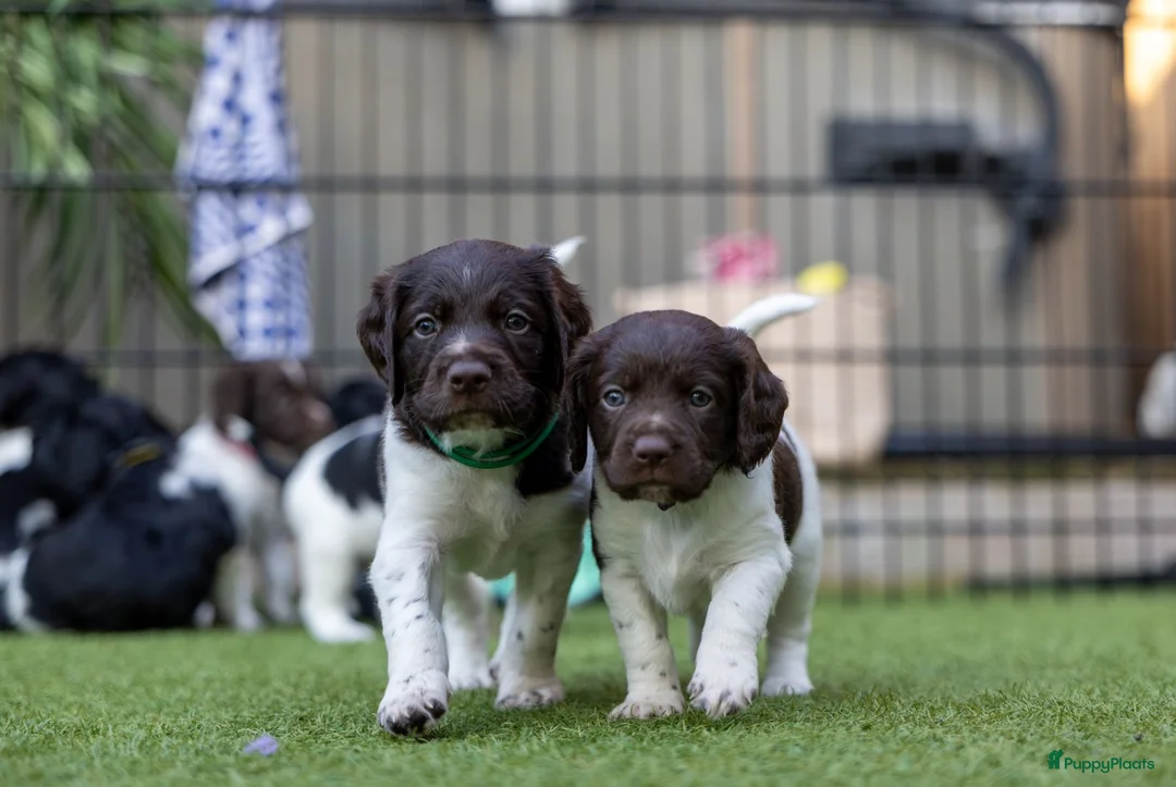 Kruising honden te koop: Geweldig nestje Heidewachtel x Friese stabij pups - Advertentie 1