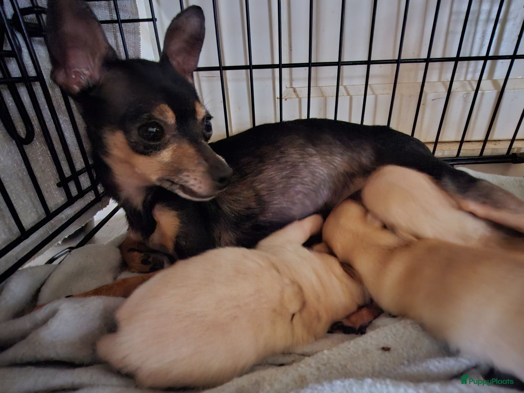 Kruising honden Te koop  - Advertentie 3