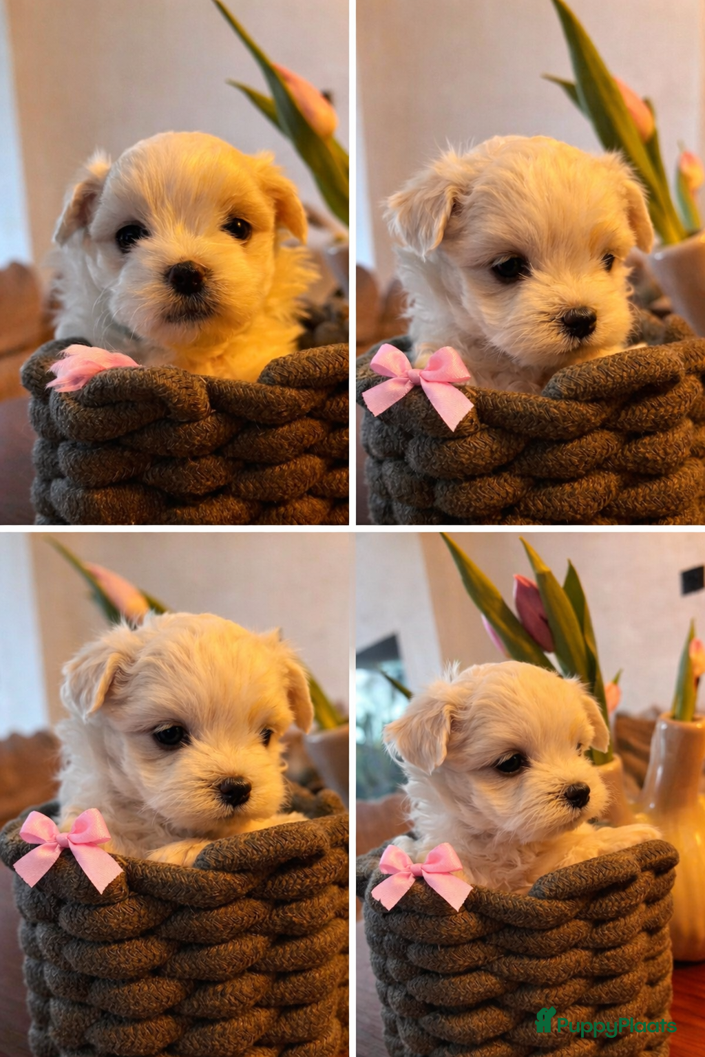 Maltezer honden Mini Maltezer  - Advertentie 1