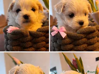 Maltezer honden Mini Maltezer - Advertentie 1