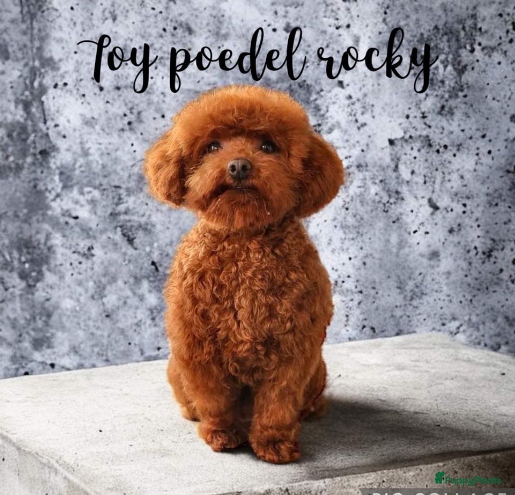 Poedel Toy honden toy/dwerg poedel dekreutjes staan ter dekking - Advertentie 2