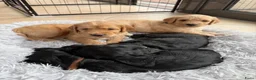Australian Labradoodle honden te koop: (Australian) Labradoodle pups - Advertentie 10