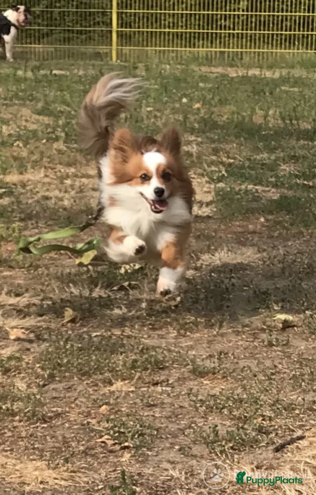 Kruising honden ter dekking: Dekreu vlinder/chihuahua zwart/wit/bruin. in Roermond - Advertentie 2