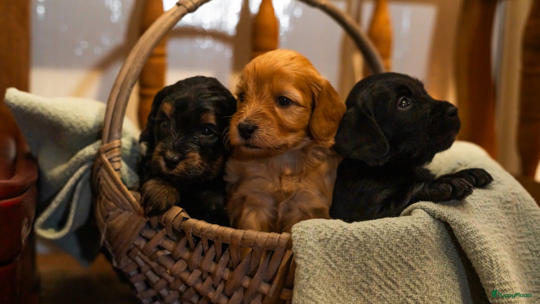 Labradoodle honden te koop: Kleine medium labradoodle F1 pups  - Advertentie 2