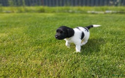 Friese Stabij honden te koop: Drie lieve Friese Stabij reutjes in Gasselte - Afbeelding 10