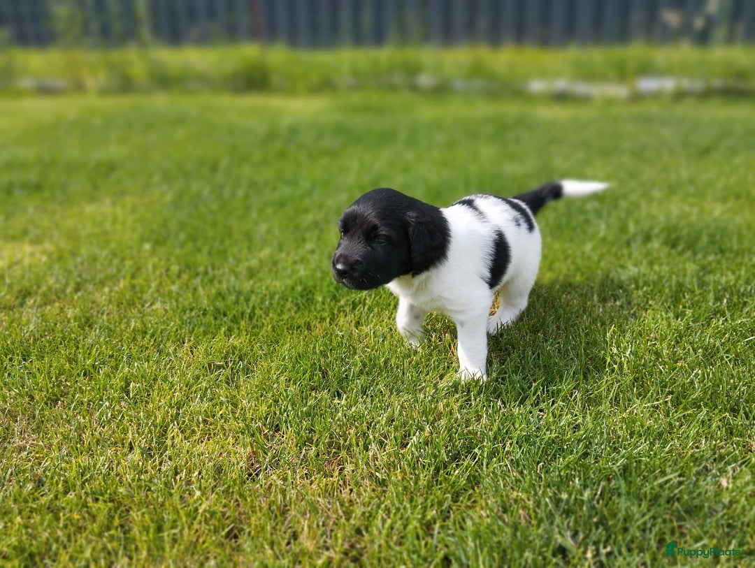 Friese Stabij honden te koop: Drie lieve Friese Stabij reutjes in Gasselte - Afbeelding 10