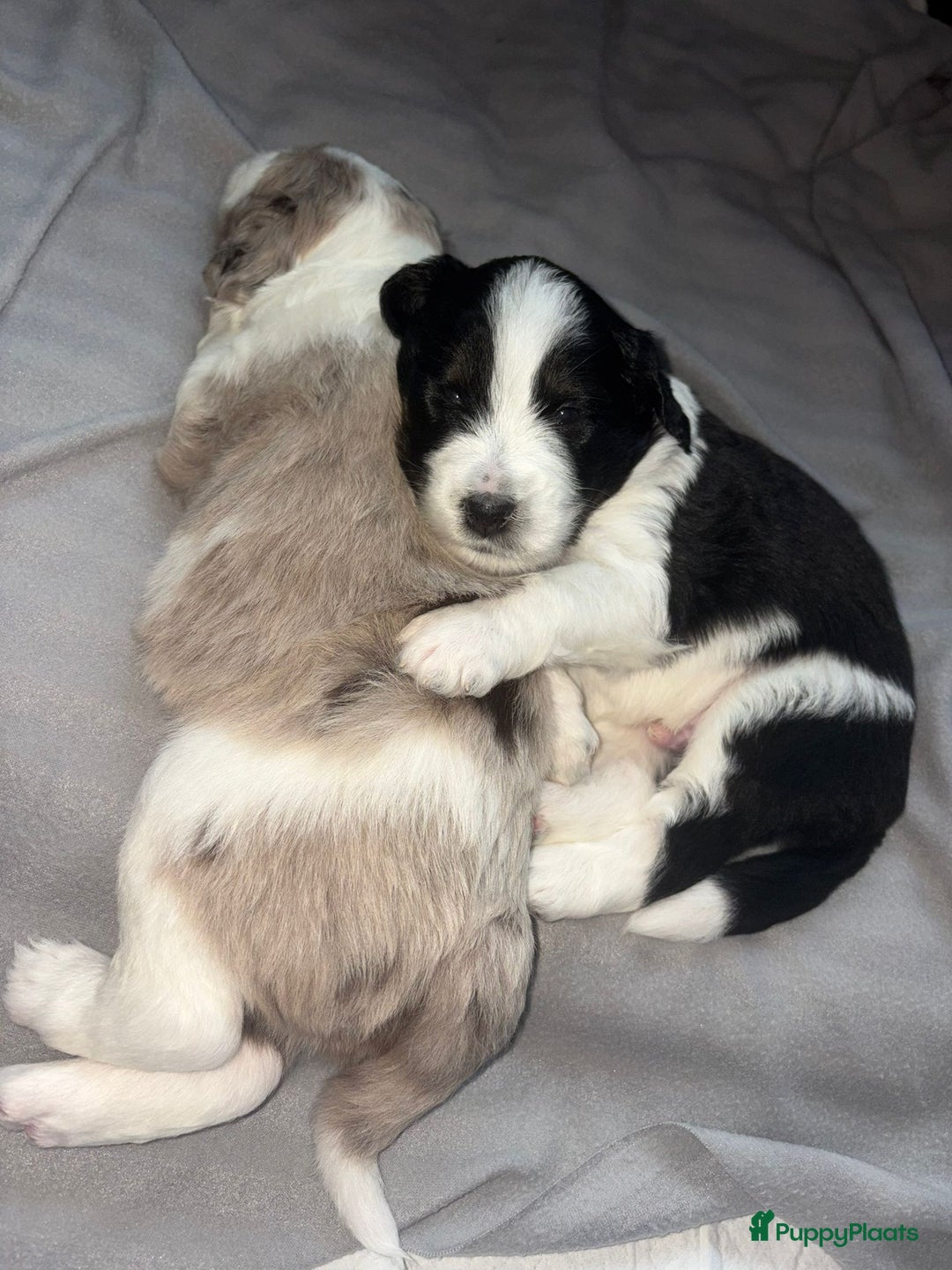 Kruising honden te koop: 🐾 Labradoodle x Australische Herder Pups 🐾 - Advertentie 7