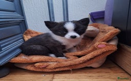 Pomsky honden te koop: Pomsky reutje Sunnie in Weert - Afbeelding 2
