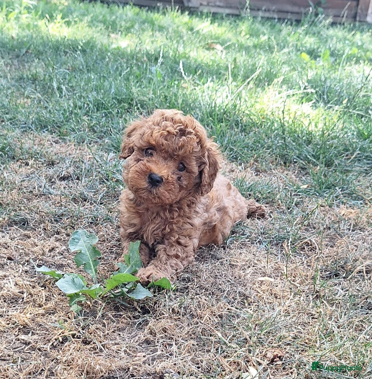 Maltipoo honden 3 Lieve abrikoos Maltipoo teefjes te koop🐾 - Advertentie 1