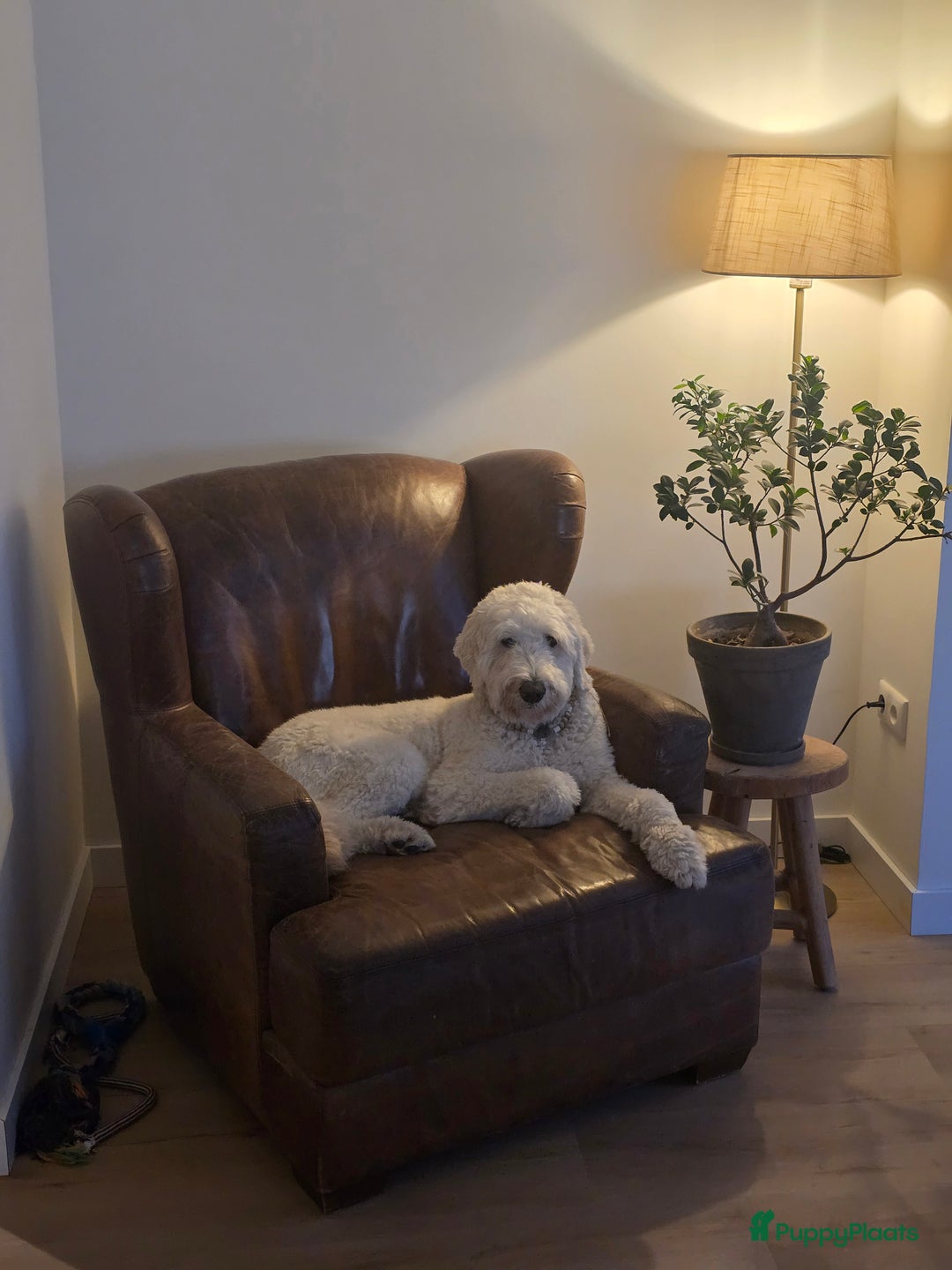Labradoodle honden ter dekking: Dekreu beschikbaar – Maak kennis met onze Ted!  - Afbeelding 4