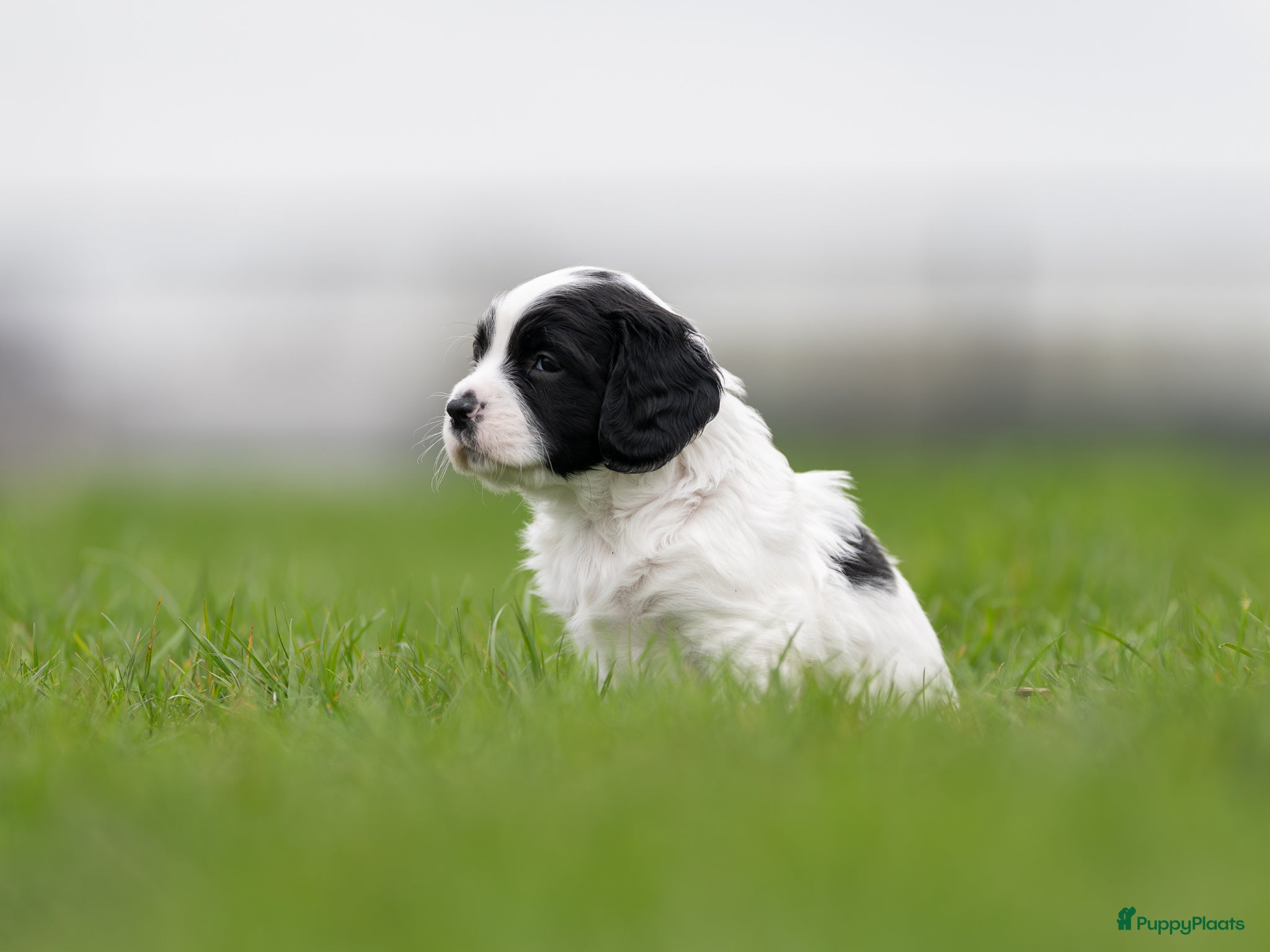 Kruising honden Sprocker spaniël pups te koop - Advertentie 2