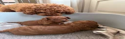 Poedel Toy honden te koop: Lieve rode toypoedel pups zoeken een warm thuis - Advertentie 8