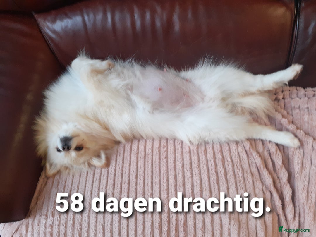 Pomeriaan honden te koop: 4 Prachtige pomeriaan/dwergkees pups. 💙💜 - Advertentie 11