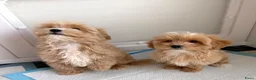Maltipoo honden te koop: Mini maltipoo f1 , lief, speels en gezond - Advertentie 7