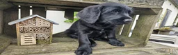 Labradoodle honden te koop: Laatste 2 labradoodles zoeken een eigen huisje - Advertentie 12