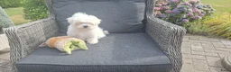 Maltezer honden te koop: Maltezer leeuwtje pup. Rasecht. Ouders aanwezig - Advertentie 6
