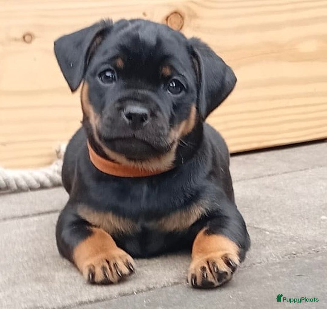 Dwergpinscher honden te koop: Carlin Pinscher Puppy’s te koop - Afbeelding 20