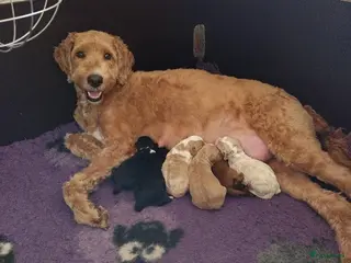 Kruising honden Goldendoodle x Bernerdoodle pups in Overberg - Advertentie 2