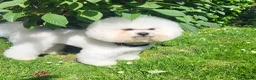Bichon Frisé honden te koop: Prachtige Bichon Frisé met stamboom - Advertentie 11