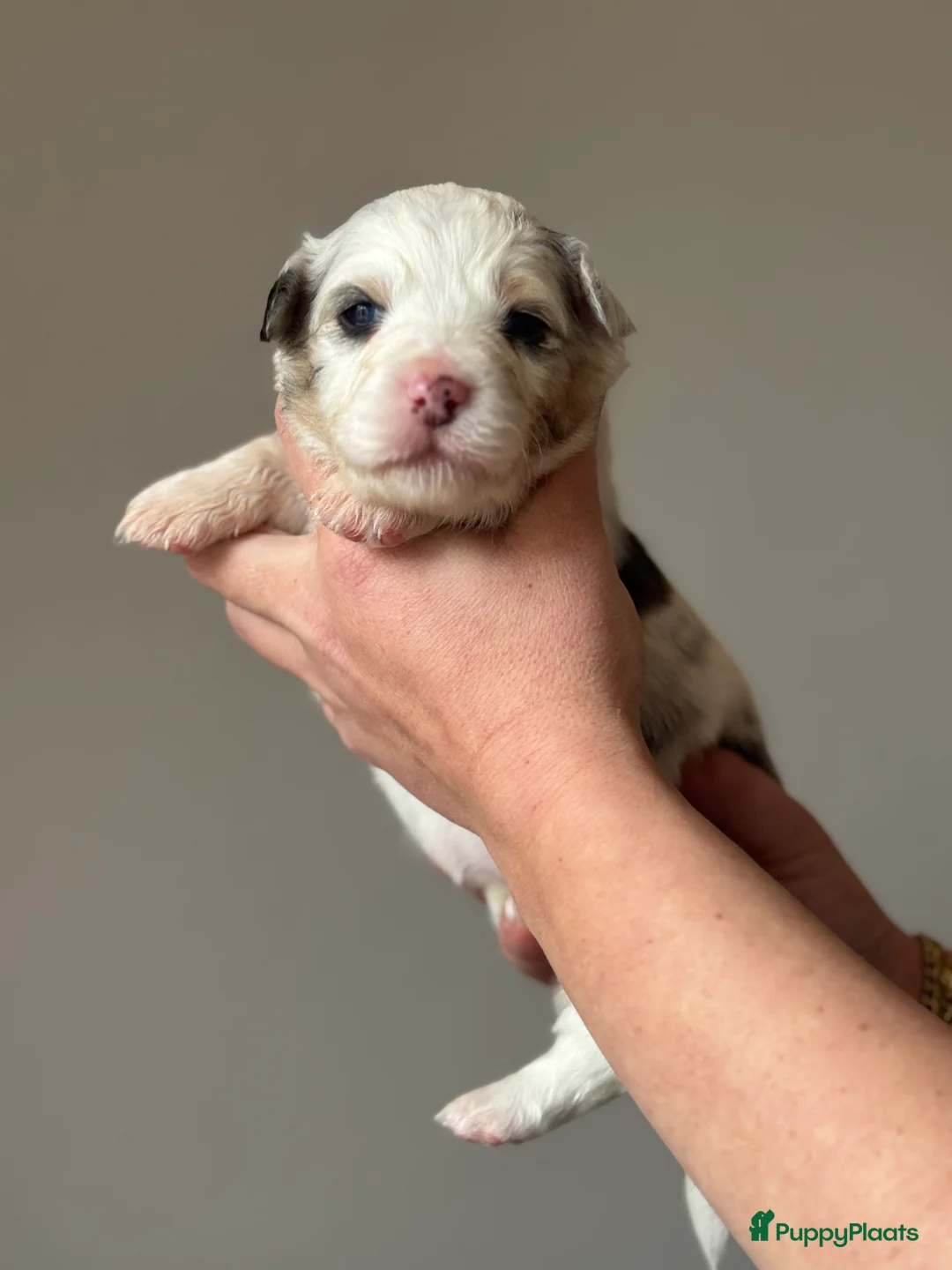 Australian Shepherd honden te koop: Australian shepherd pups puppy - Advertentie 14