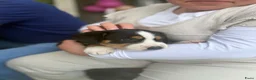 Grote Zwitserse Sennenhond honden te koop: Prachtige Grote Zwitserse Sennenpup - Advertentie 1