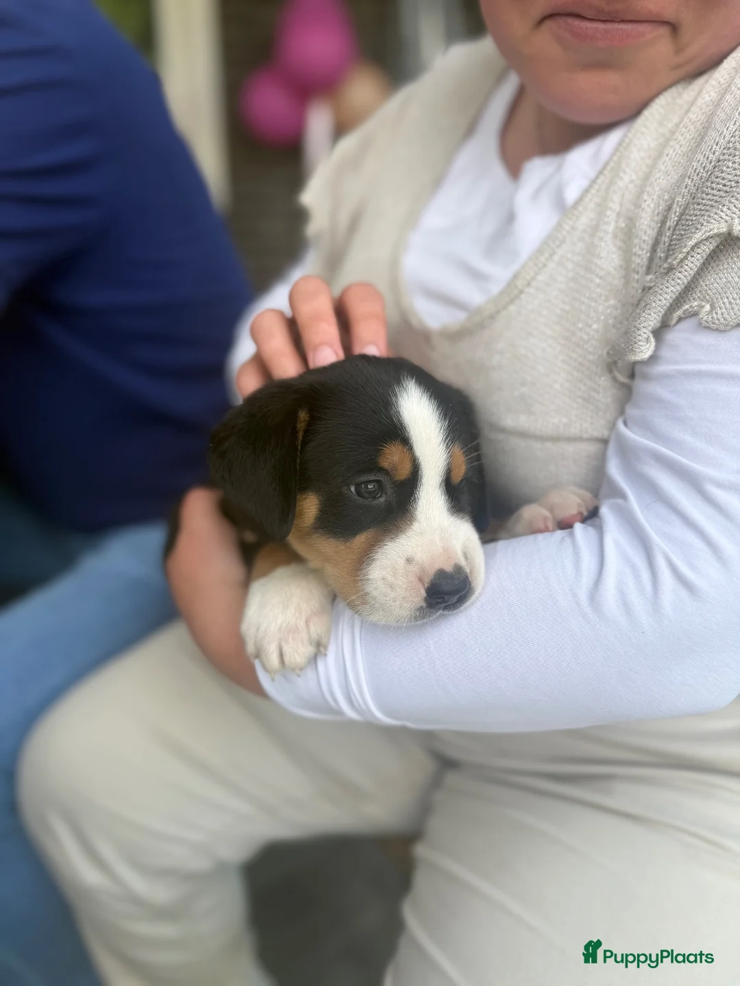 Grote Zwitserse Sennenhond honden te koop: Prachtige Grote Zwitserse Sennenpup - Advertentie 1