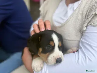Grote Zwitserse Sennenhond honden Prachtige Grote Zwitserse Sennenpup - Advertentie 3
