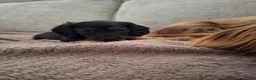 Teckel (langhaar) honden te koop: Prachtige Black en Tan pups - Advertentie 3