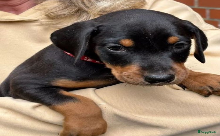 Dobermann honden - Advertentie 1