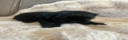 Shih Tzu honden te koop: Lieve Shih Tzu pups in Honselersdijk - Advertentie 15
