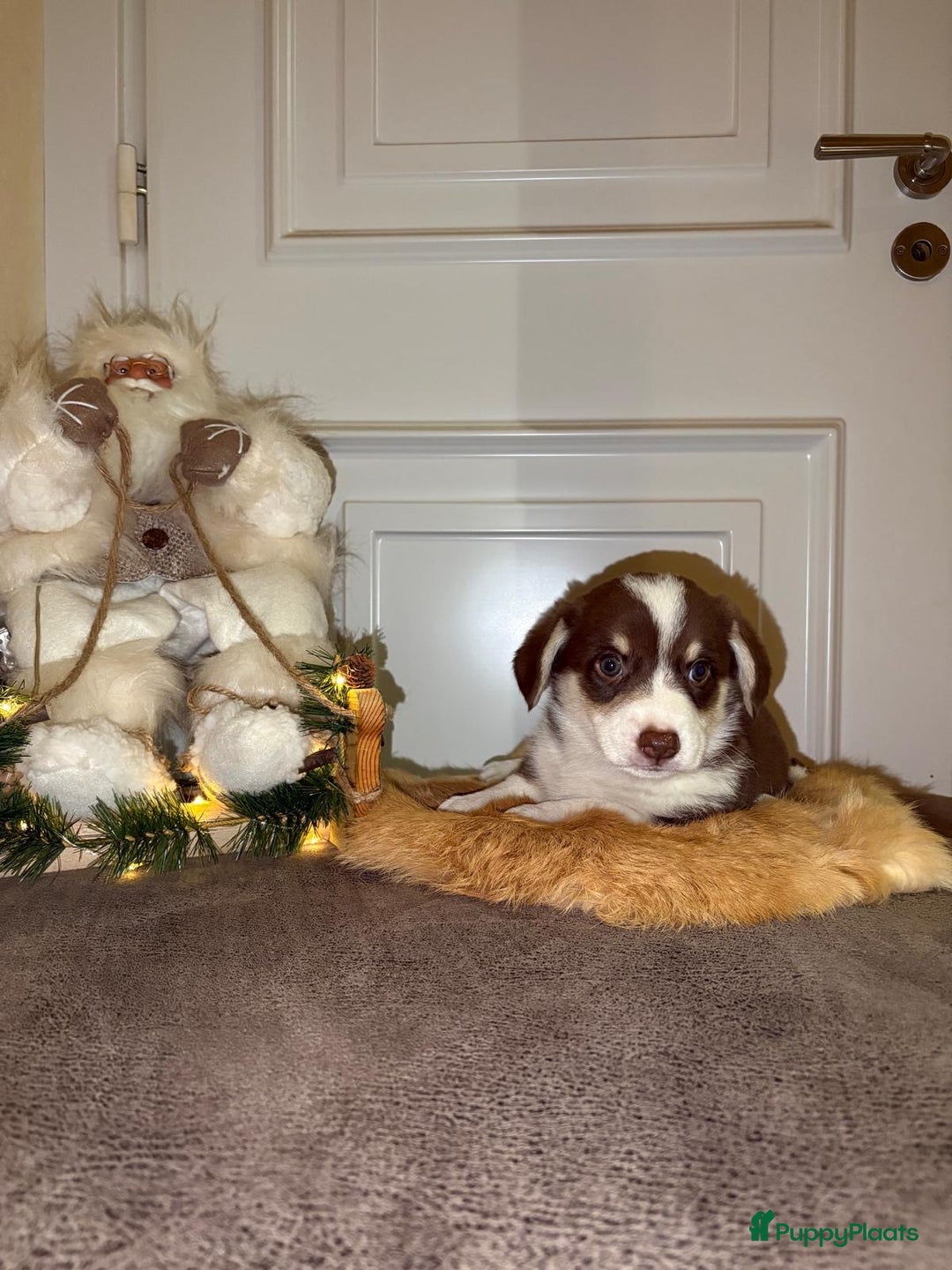 Welsh Corgi Cardigan honden te koop: Welsh Corgi Cardigan puppy’s  - Advertentie 8