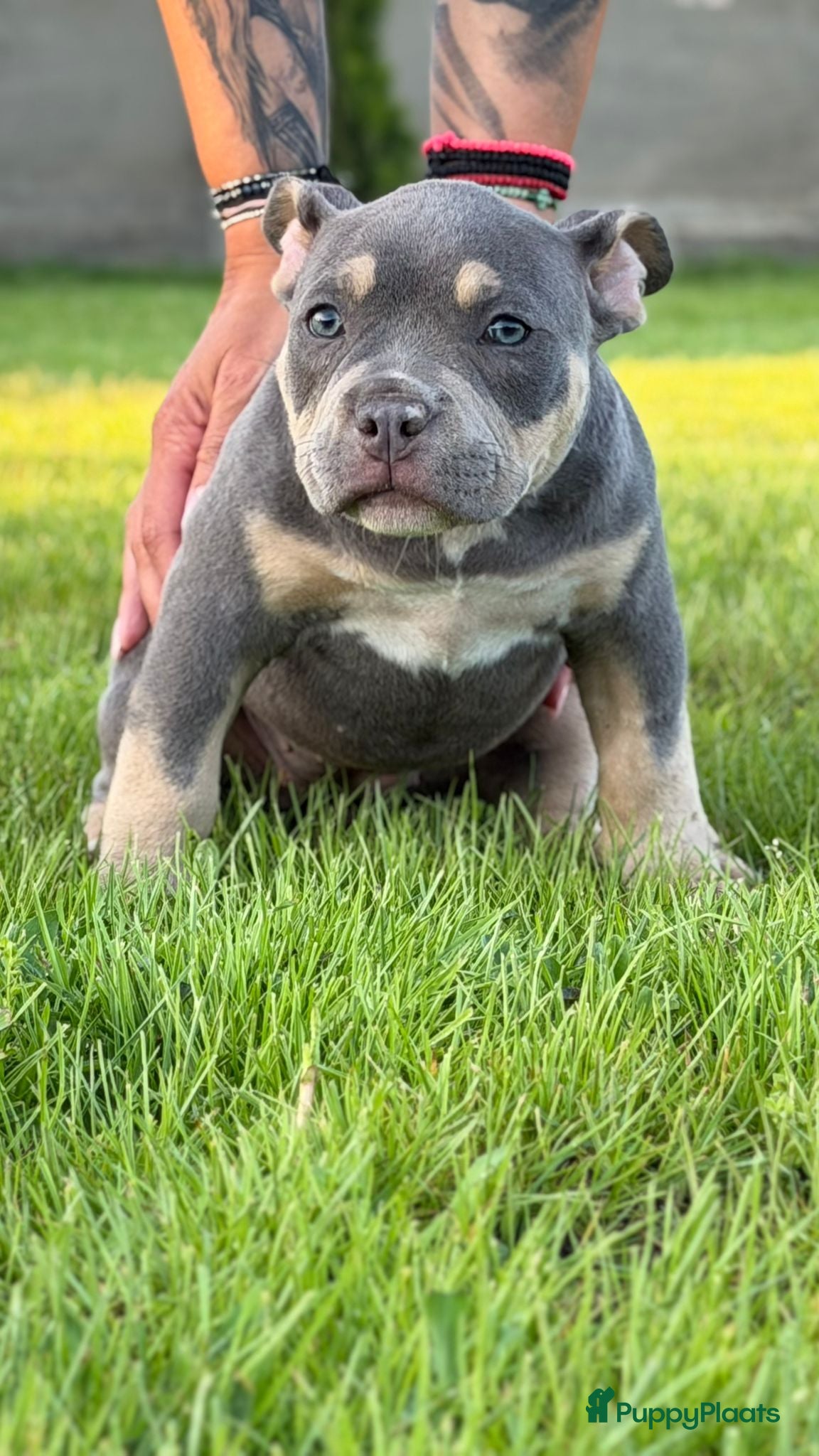 Amerikaanse Bully honden te koop: American bully pocket pups - Advertentie 2