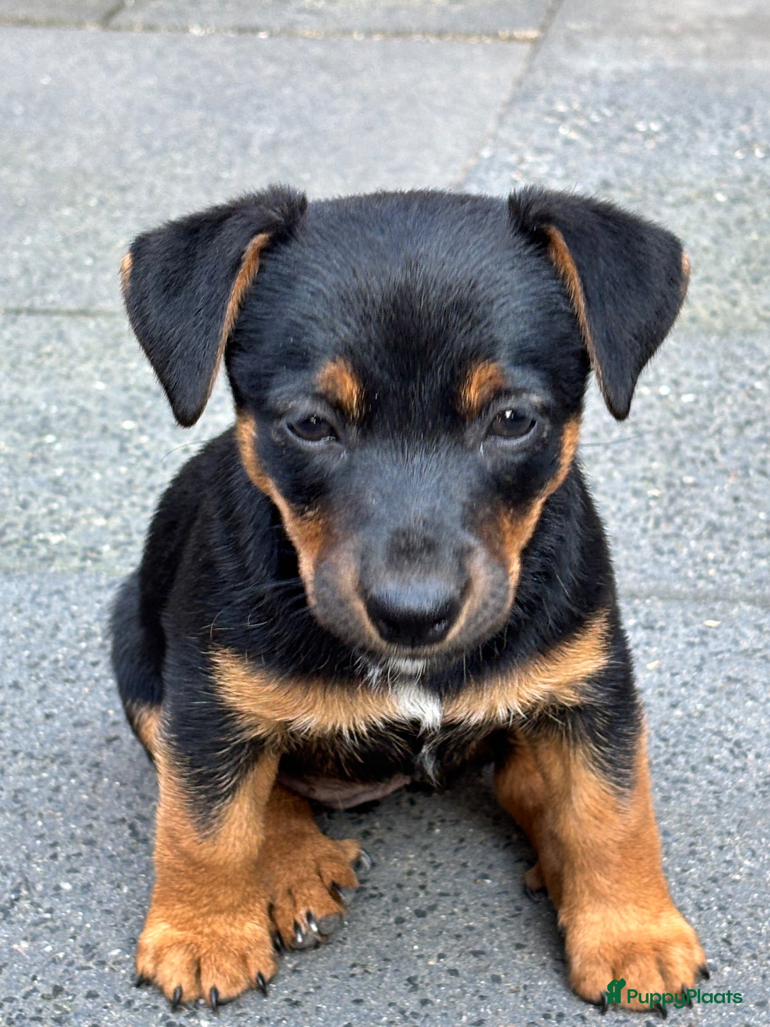 Jack Russel Terriër honden 5 lieve jack Russell puppy’s  - Advertentie 1