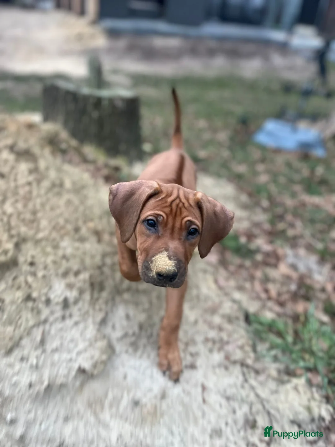 Galerij afbeelding {{count}}