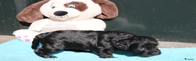 Kruising Puppy 2